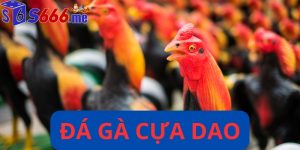 Đá gà cựa dao
